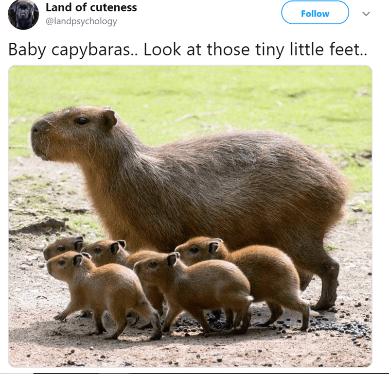 Capybara Meme 1