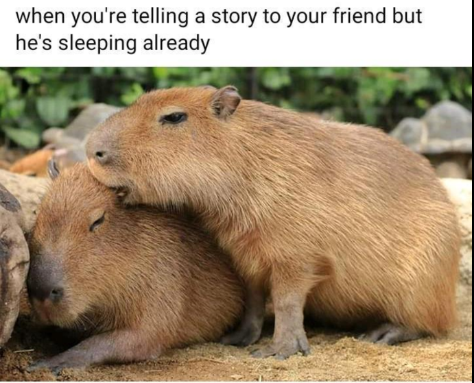 Capybara Meme 3