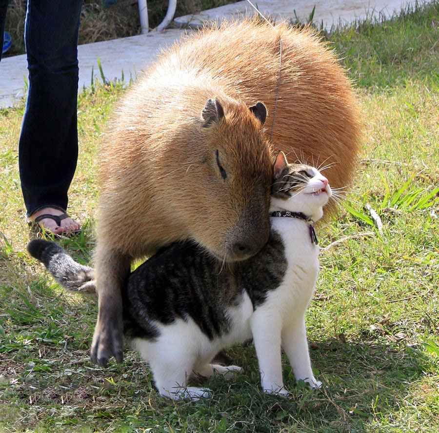 Capybara Meme 5